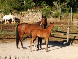 Poulains nés à l&#039;Elevage du Durzon